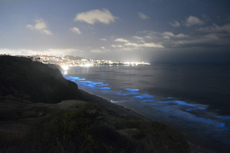How to See Ocean Bioluminescence in San Diego - ReVision Optometry